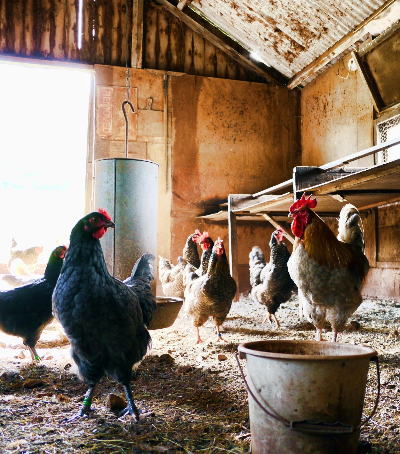 Articoli per animali da fattoria