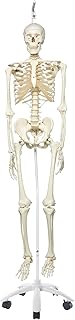 3B Scientific A10/1 Scheletro Stan su Cavalletto in Metallo con 5 Rotelle + software gratuito di anatomia - 3B Smart Anatomy