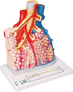 3B Scientific G60 Lobo Polmonare con Vasi Sanguigni Circostanti + software gratuito di anatomia - 3B Smart Anatomy